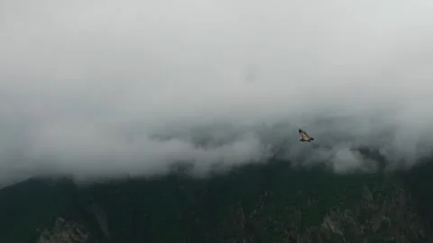 Eagle soaring gracefully through misty mountains at dawn in the Pacific 스톡 동영상 289628406
