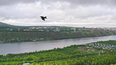 Eagle Soaring Over a Lush Green Landscape Video stock 272445175
