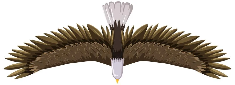 Eagle Soaring Overhead in Flight 스톡 일러스트
