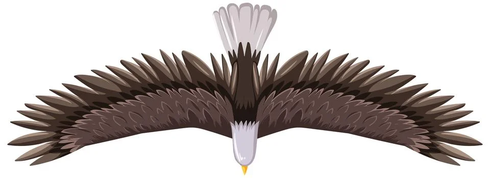 Eagle Soaring Overhead in Flight 스톡 일러스트