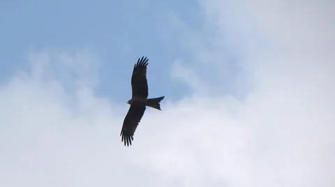 Eagle Soaring  on the Sky ,Cinematic Tracking Stock Footage 35866515