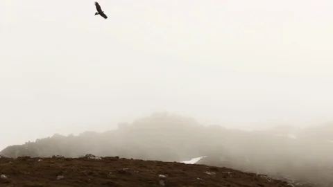 Eagle soaring in the sky 스톡 동영상 71941764