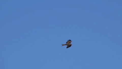 An eagle soaring in the sky Stock Footage 277076581