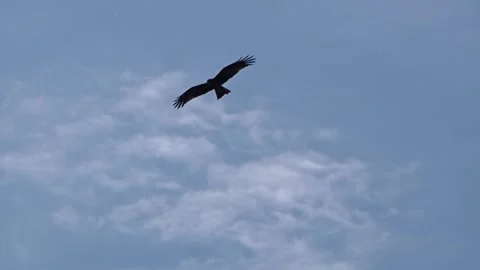 An eagle soaring in the sky 스톡 동영상 281774510