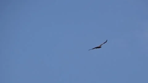 An eagle soaring in the sky Stock Footage 281774530