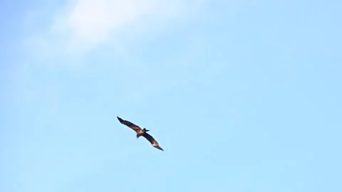 An eagle soaring in the sky Stock Footage 281774546