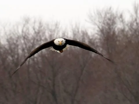 Eagle Soaring Straight Forward Stock Photos