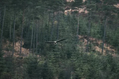 Eagle soaring through the air Stock Photos