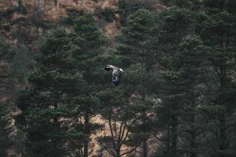 Eagle soaring through the air Stock Photos