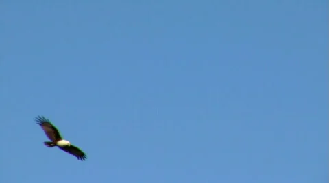 Eagle Soaring Through Clear Sky, Brahminy Kite,  Bald Sea Hawk Stock Footage