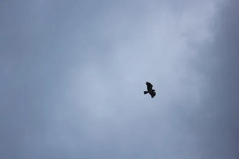 Eagle Soaring Through Storm Clouds Foto stock