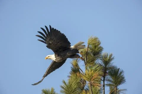 Eagle soaring off tree top. Stock Photos