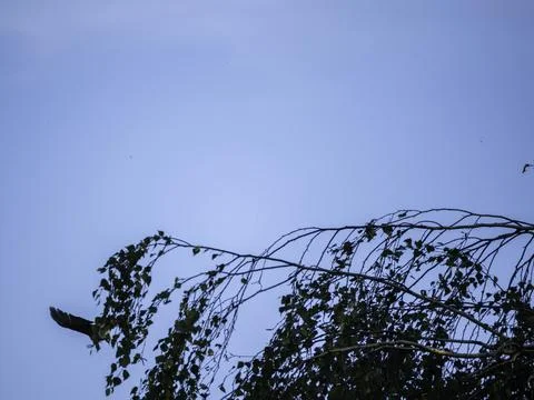 Eagle soars above tree branches against a clear blue sky Stock Photos