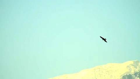 Eagle soars against mountain 2 Video stock 102774403