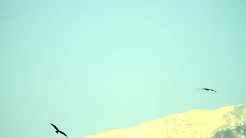 Eagle soars againsts mountain peak, Travelogue, Nature. Video stock 102774294