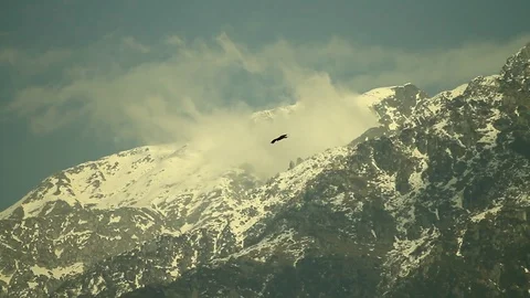 Eagle soars againsts mountain realtime 3 Video stock 102777462