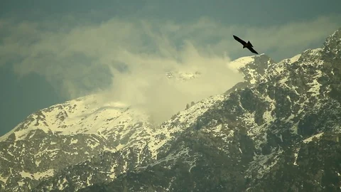 Eagle soars againsts mountain realtime 2 Video stock 102777665