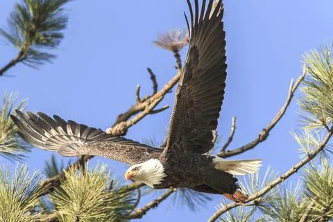 Eagle soars off branch. Stock Photos