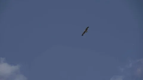 The eagle soars in the clear sky. Freedom. Freedom. Independence Video stock 73801990