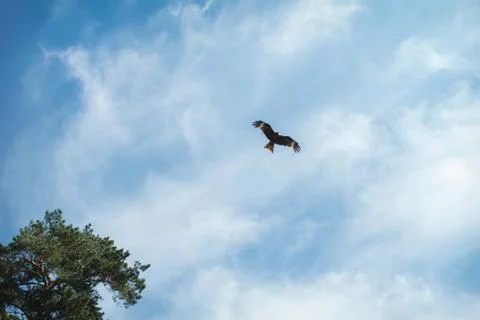 Eagle soars in the clouds, against the blue sky. Stock Photos