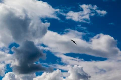 Eagle soars in the clouds, against the blue sky Stock Photos