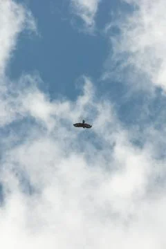 The eagle soars in the clouds Foto stock