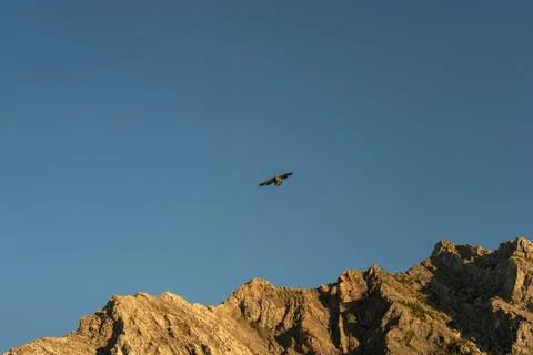Eagle soars high above the mountains, against a vast blue sky expanse. Stock Photos