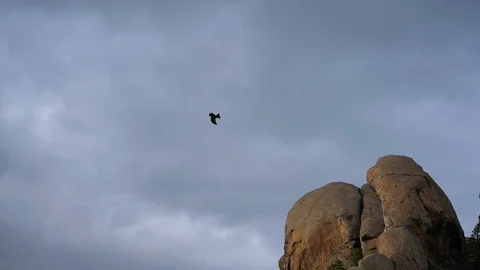 An eagle soars over a rock 스톡 동영상 113006611