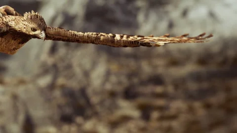 Eagle soars over a rocky landscape during a sunny day in nature Stock Footage 345056447