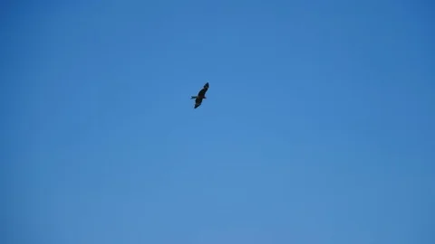 Eagle soars in the sky 1 Stock Footage 82898145