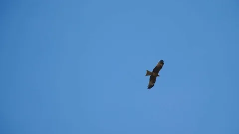 Eagle soars in the sky 2 Stockbeeldmateriaal 82898214