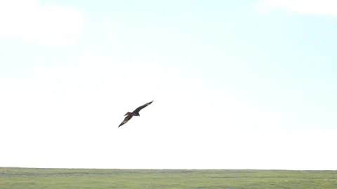 Eagle soars in the sky 33 스톡 동영상 82898039