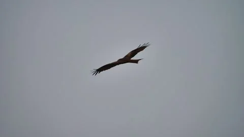 Eagle soars in the sky with illusion effect Stock Footage 260279780