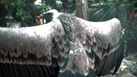 An eagle spread its wings Stock Footage 215893207