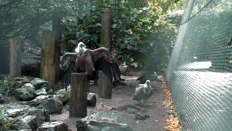 An eagle spread its wings in front of eagles in a cage Stock Footage 215882374