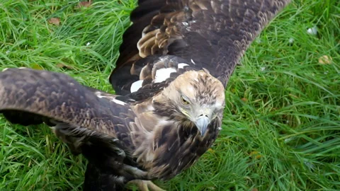 The eagle spread its wings on the green lawn. Stock Footage 140611685