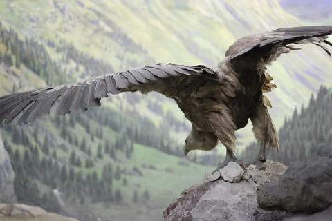 Eagle with spread Wings Stock Photos