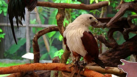 Eagle Standing On A Branch Stock Footage 96299105