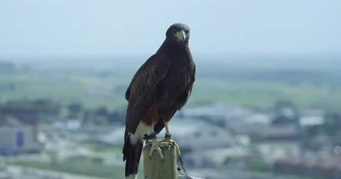 Eagle Standing on a post Stock Footage 67572797