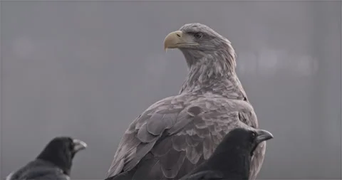 Eagle Standing Surrounded by The Crows Stock Footage 144799845