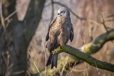 Eagle standing on tree branch Stock Photos