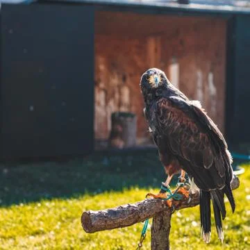 Eagle standing on a tree starring at the camera Stock Photos