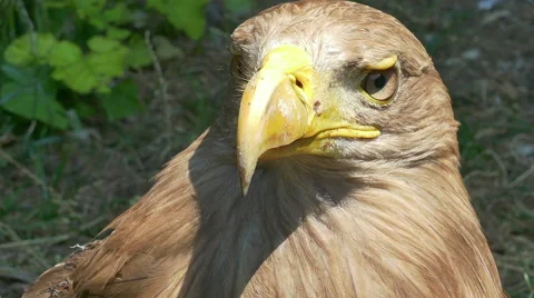 Eagle Stands in a Nature in Close-up Stock Footage 64872603