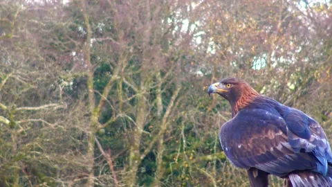 The eagle stands on a rock, looking out for prey Stock Footage 233731531