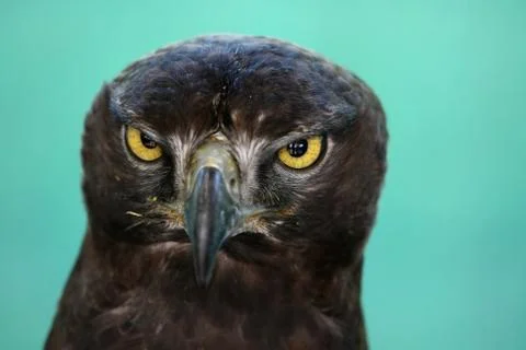 Eagle Stare Foto stock