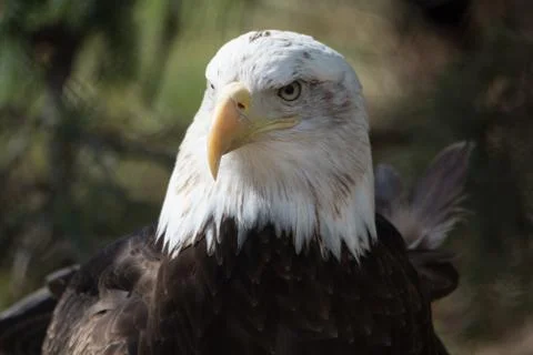 Eagle stareing a far Stock Photos