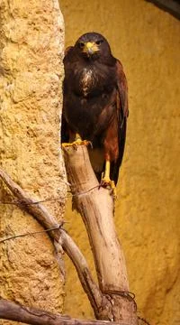 Eagle, Staring Eagle, An Eagle At The Zoo Malta, Eagle Portrait Stock Photos