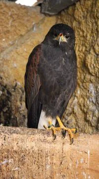 Eagle, Staring Eagle, An Eagle At The Zoo Malta, Eagle Portrait Stock Photos