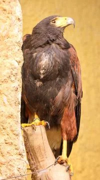 Eagle, Staring Eagle, An Eagle At The Zoo Malta, Eagle Portrait Stock Photos