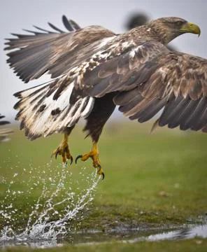 Eagle start flying Stock Photos